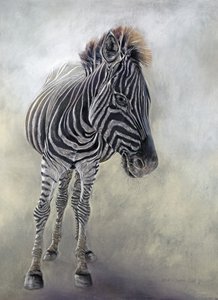 Equus burchelli 1, 2009 (carvão, conte e pastel de giz sobre papel Bockingford) de Odile Kidd