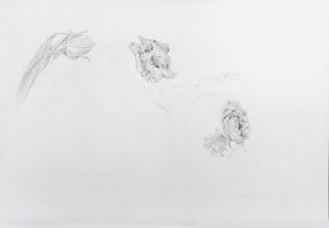 Estella rijnveld 1, 2013 (lápis sobre papel de cartucho)