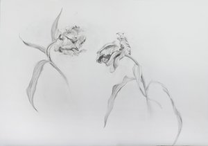 Estella rijnveld 3, 2017 (lápis sobre papel de cartucho) de Odile Kidd