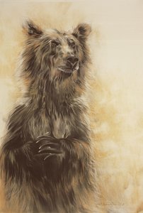 Grizzly Bear 1, 2002 (lápis de carvão, carvão e giz) de Odile Kidd