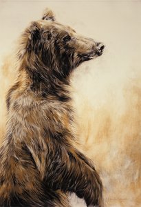 Grizzly Bear 2, 2002 (lápis de carvão, carvão e giz) de Odile Kidd