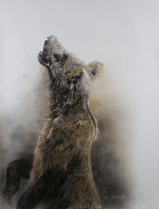 Grizzly bear 3, 2009 (carvão, conte e giz pastel sobre papel Fabriano) de Odile Kidd