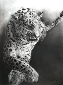 Panthera pardus 1, 2009 (carvão e conte sobre papel Fabriano) de Odile Kidd