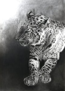 Panthera pardus 2, 2009 (carvão e conte sobre papel Fabriano) de Odile Kidd