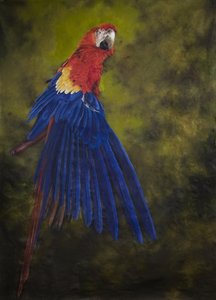 Arara-vermelha 2, 2009 (acrílico sobre linho)