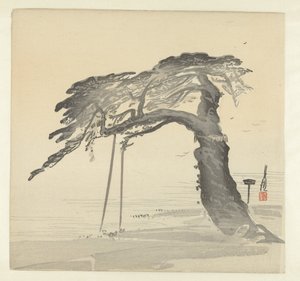 Pinheiro velho de Ogata Gekko