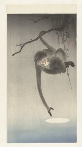Macaco e reflexo da lua