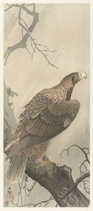 Águia sobre ramo de árvore de Ohara Koson