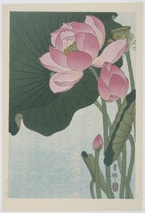 Flores de lótus desabrochando de Ohara Koson