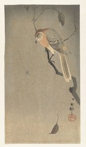 Picanço e aranha de cabeça de búfalo de Ohara Koson