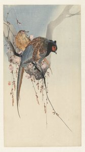 Casal de faisão e flor de ameixa de Ohara Koson