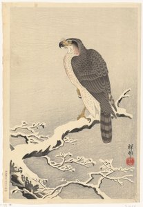 Falcão no galho nevado de pinheiro de Ohara Koson