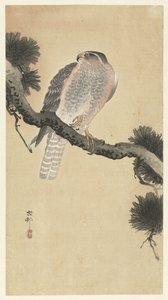 Goshawk sobre ramo de pinheiro de Ohara Koson