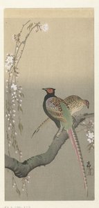 Casal de faisões e flores de cerejeira de Ohara Koson