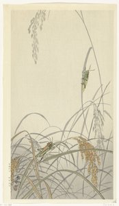 Gafanhotos em plantas de arroz de Ohara Koson