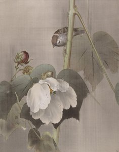 Cotton Rose Mallows na chuva, ca. 1891-92. de Okada Baison