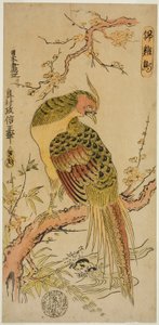 Faisão Dourado (Kinkeicho) de Okumura Masanobu