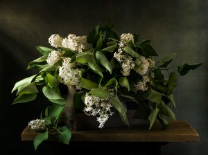 Ramos de Lilás Melancólicos