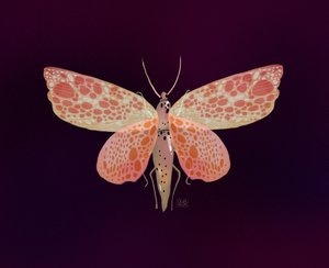 Traça-rosa-com-manchas-laranja