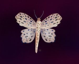Brilho da Borboleta Manchada de Olga Skomorokhova