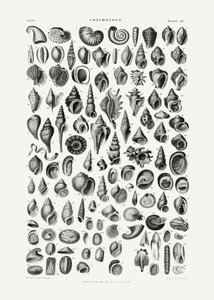 Sealife III de Oliver Goldsmith