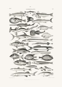 Sealife I de Oliver Goldsmith