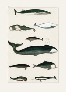Cartaz vintage de uma baleia de Oliver Goldsmith