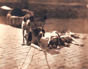 Cães de caça, c.1853 (impressão a sal)