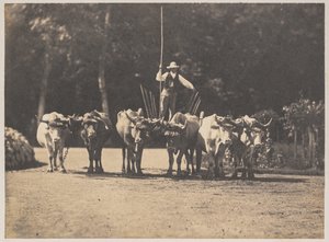 Equipe de seis bois com seu motorista