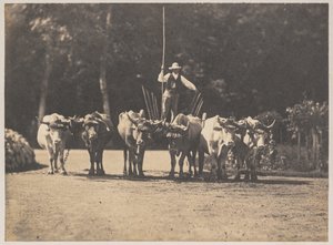 Equipe de seis bois com seu motorista, c. 1853.