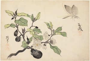 Beringela com frutos e flores de Onishi Chinnen