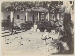 Homens indianos com macacos em um quintal perto de uma água, possivelmente em Surabaya
