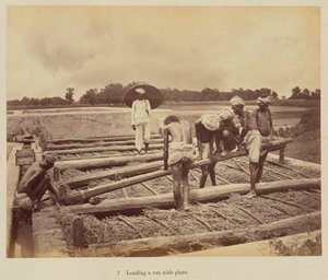 Carregamento de uma cuba com planta