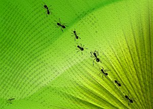 Trilha das Formigas da Folha Verde de Osvaldo Russo