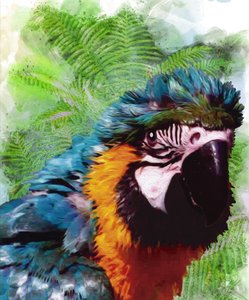 Retrato de uma arara colorida