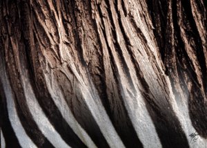 Textura em riscas de zebra de Osvaldo Russo