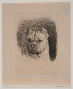 A cabeça de um cão