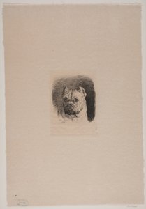 A cabeça de um cão