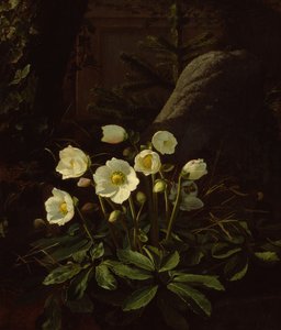 Hellebores em um Rockery (óleo sobre tela)