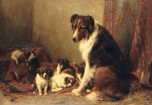 Um Collie com seus filhotes
