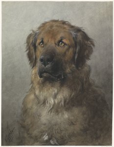 Cabeça de um Leonberger
Cabeça de um Leonberger, da frente