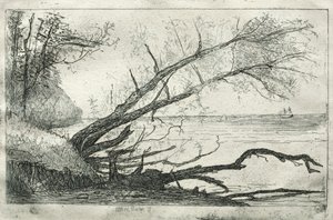 Sycamore velho, 1877. de Otto H. Bacher