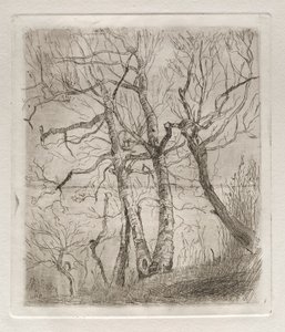 Árvores, 1878. de Otto H. Bacher