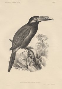 Selenidera Spectabilis, lito em Bowen und Co., 1850 de Otto Koehler