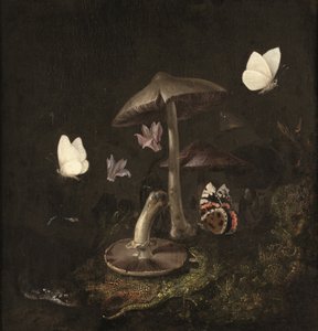 Um "sotto bosco" com cogumelos, borboletas, uma libélula, uma cobra e um lagarto (óleo sobre tela) de Otto Marseus van Schrieck