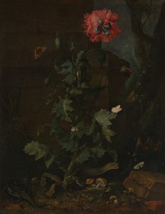 Natureza morta com papoula, insetos e répteis, ca. 1670