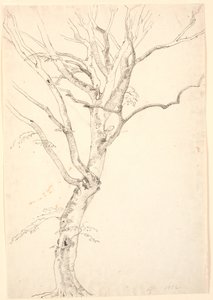 Faia desfolhada de P.C. Skovgaard