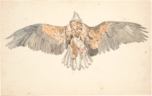 Um urubu morto com asas estendidas de P.C. Skovgaard