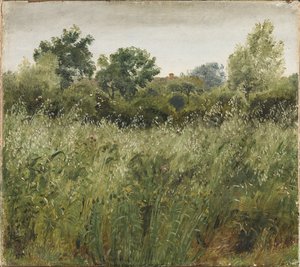Campo de aveia perto de Vejby