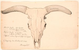 Crânio de uma vaca.